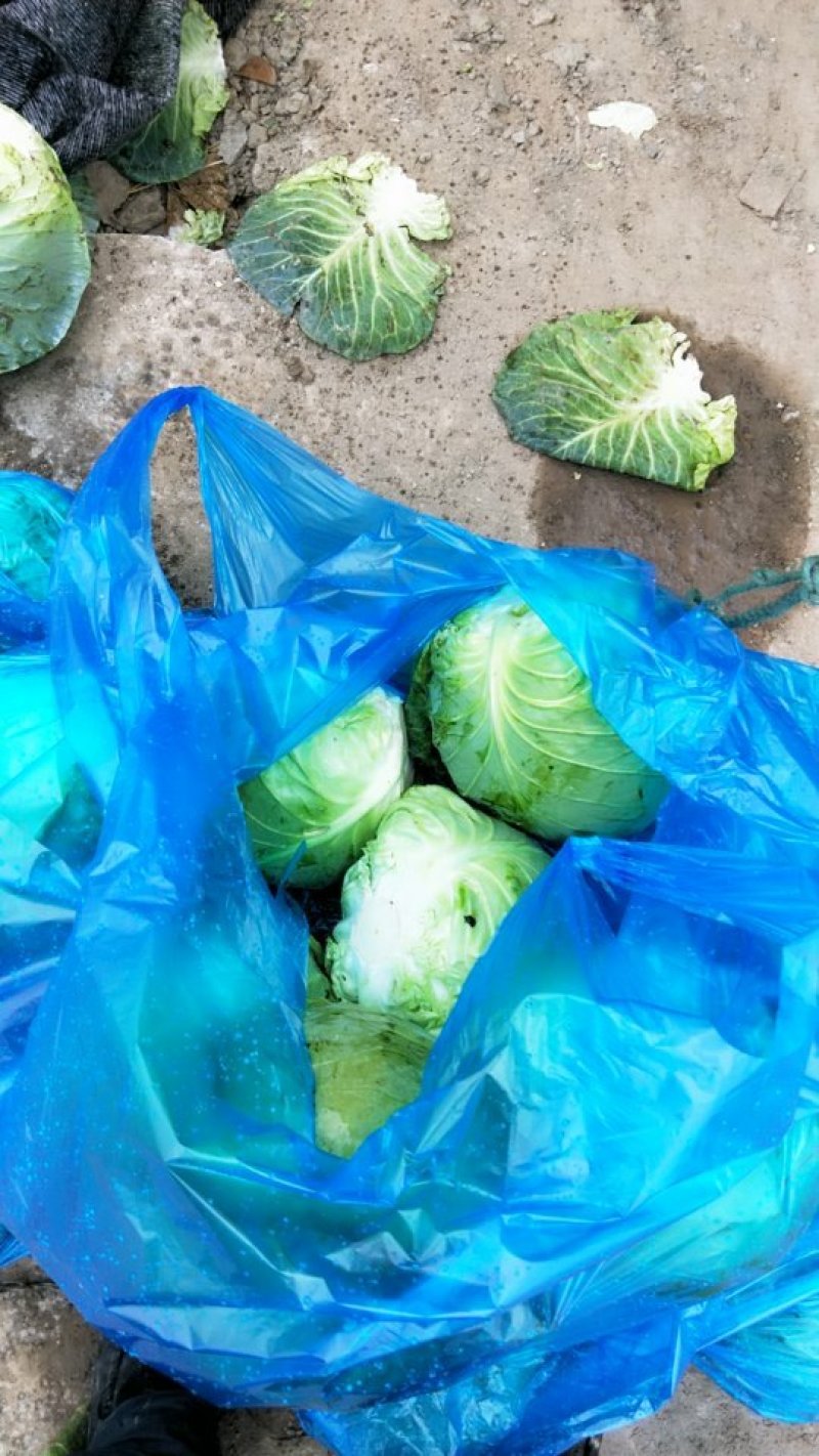 精品甘蓝大量上市保质保量