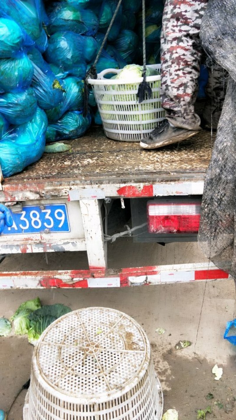 精品甘蓝大量上市保质保量