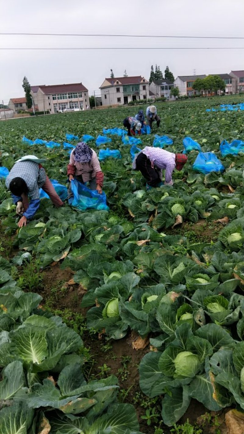 精品甘蓝大量上市保质保量