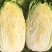 本地矮颗黄心白菜大量供应中
