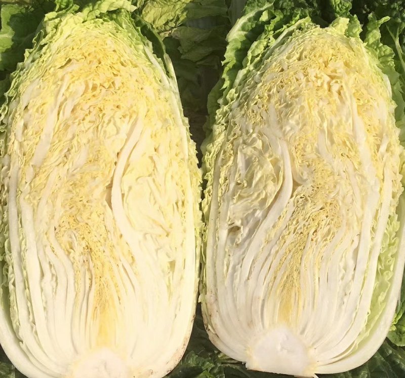 本地矮颗黄心白菜大量供应中