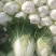 本地矮颗黄心白菜大量供应中