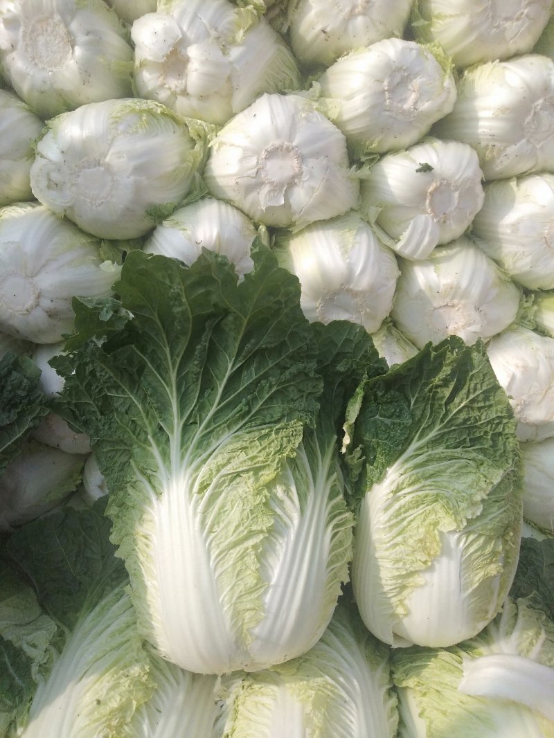 本地矮颗黄心白菜大量供应中