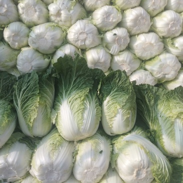 本地矮颗黄心白菜大量供应中