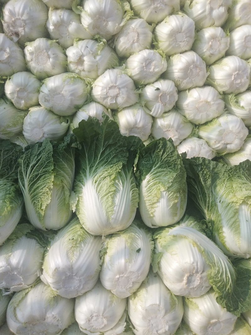 本地矮颗黄心白菜大量供应中