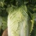 本地矮颗黄心白菜大量供应中