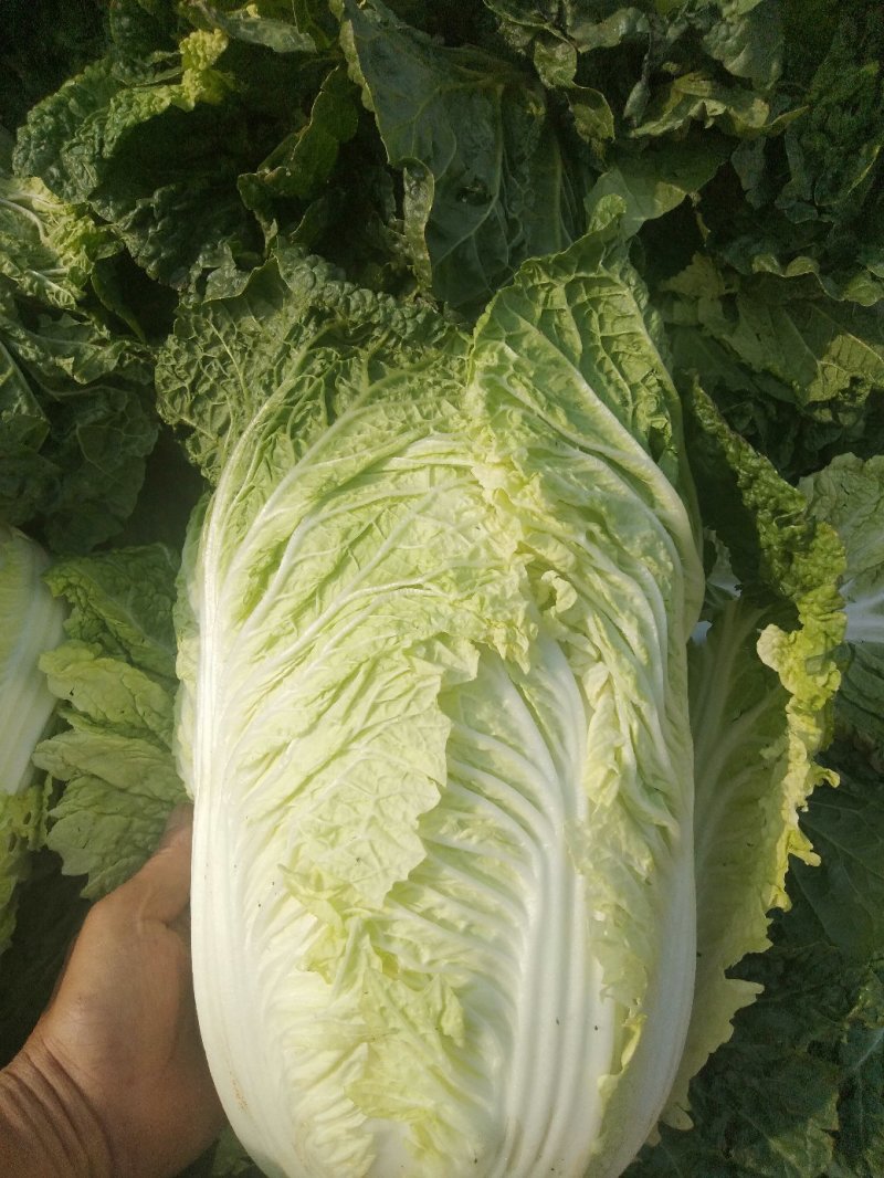 本地矮颗黄心白菜大量供应中
