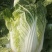 本地矮颗黄心白菜大量供应中