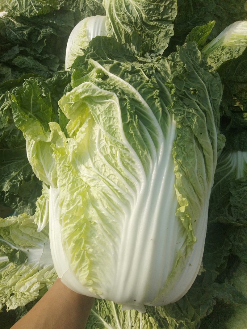 本地矮颗黄心白菜大量供应中