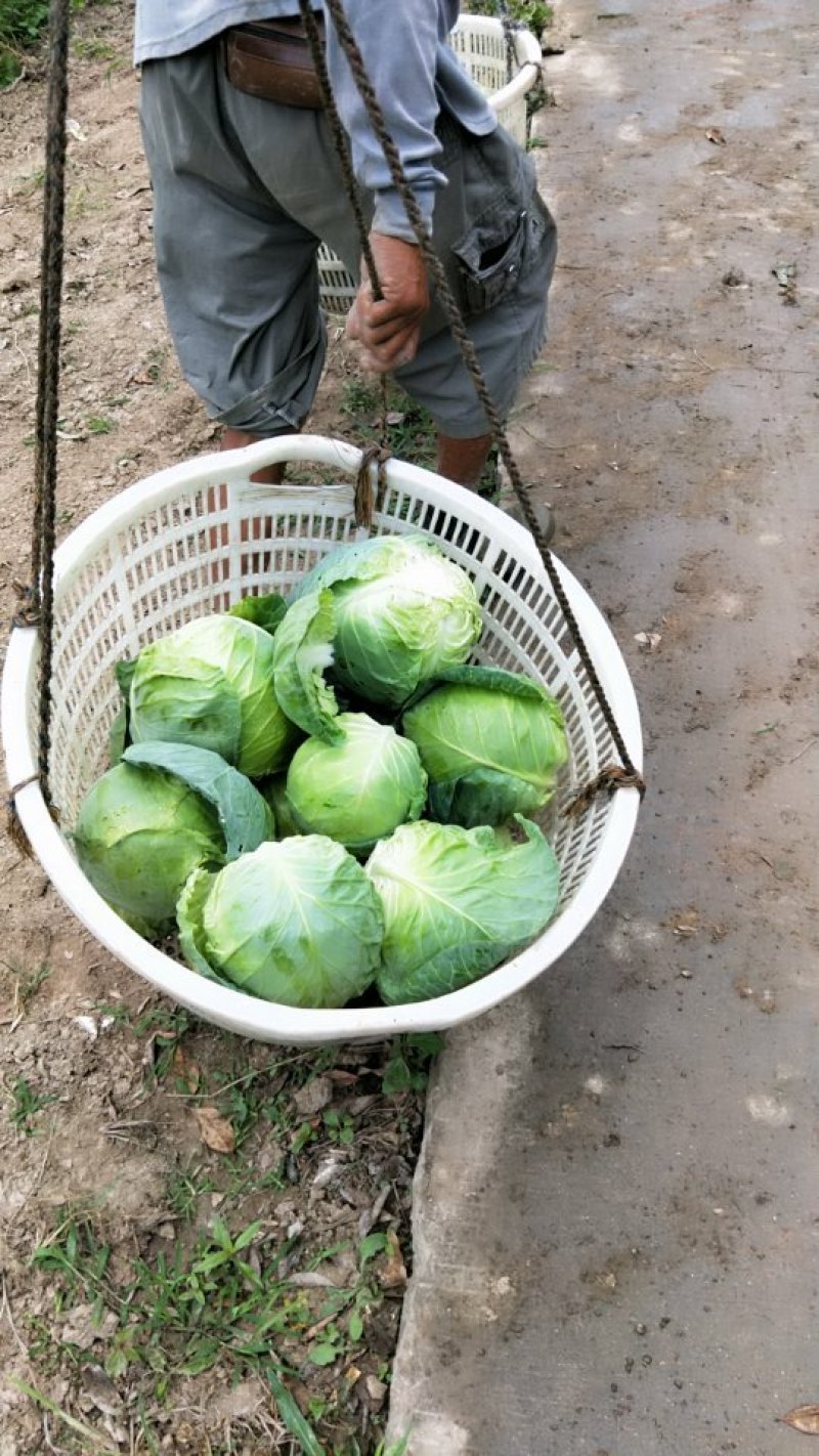 精品甘蓝大量上市保质保量