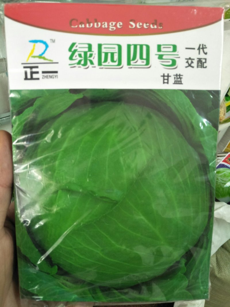 甘蓝种子