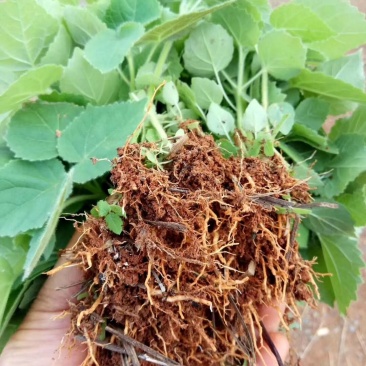 大量供应泡桐子播小苗