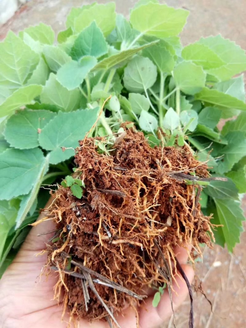 大量供应泡桐子播小苗