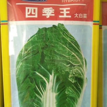 白菜种子