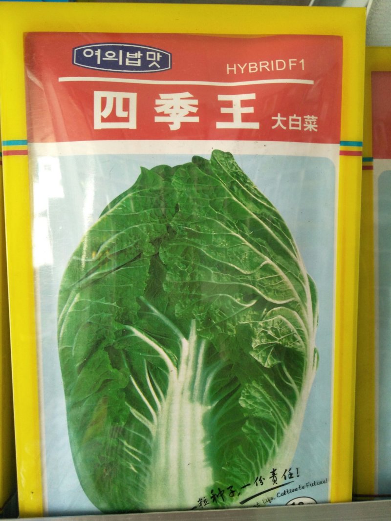 白菜种子