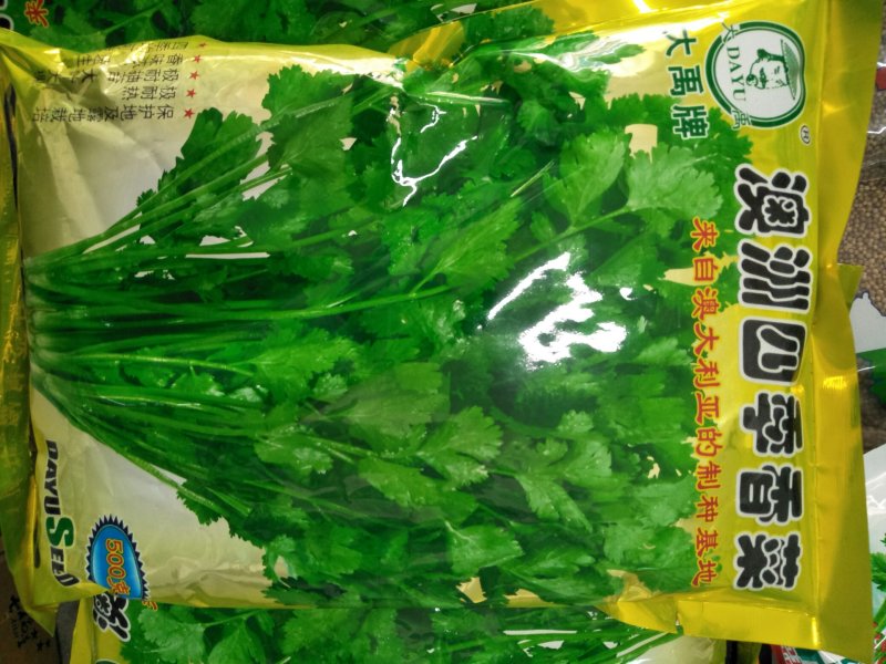 香菜种子