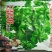 香菜种子
