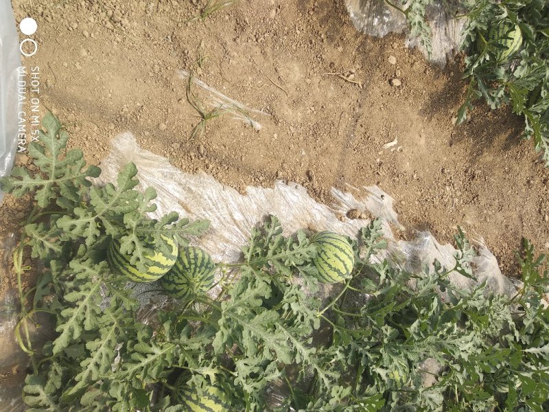 山西运城夏县甜蜜蜜西瓜种植基地