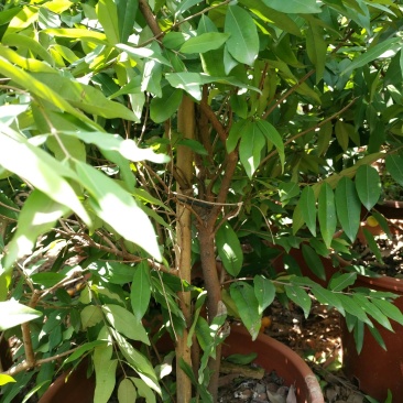 樱桃苗巴西甜樱桃树苗车厘子可盆栽南北方种植营养杯带叶子