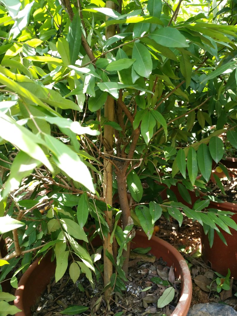 樱桃苗巴西甜樱桃树苗车厘子可盆栽南北方种植营养杯带叶子