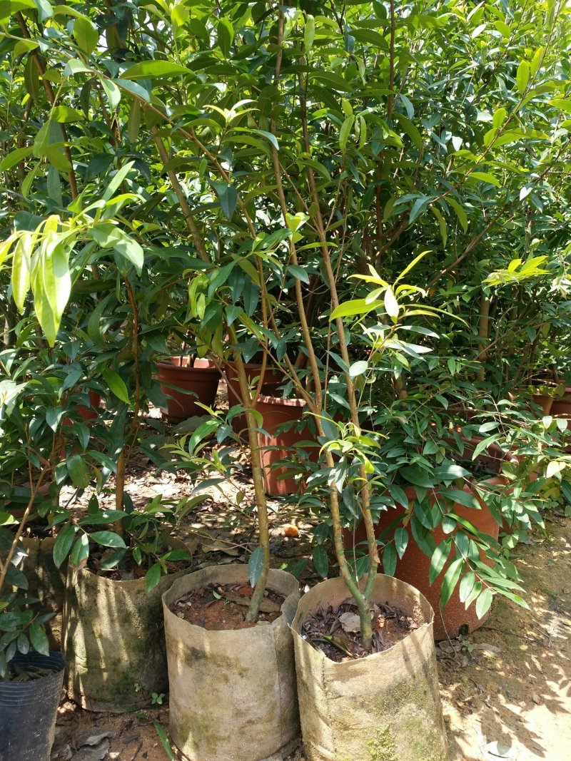 樱桃苗巴西甜樱桃树苗车厘子可盆栽南北方种植营养杯带叶子