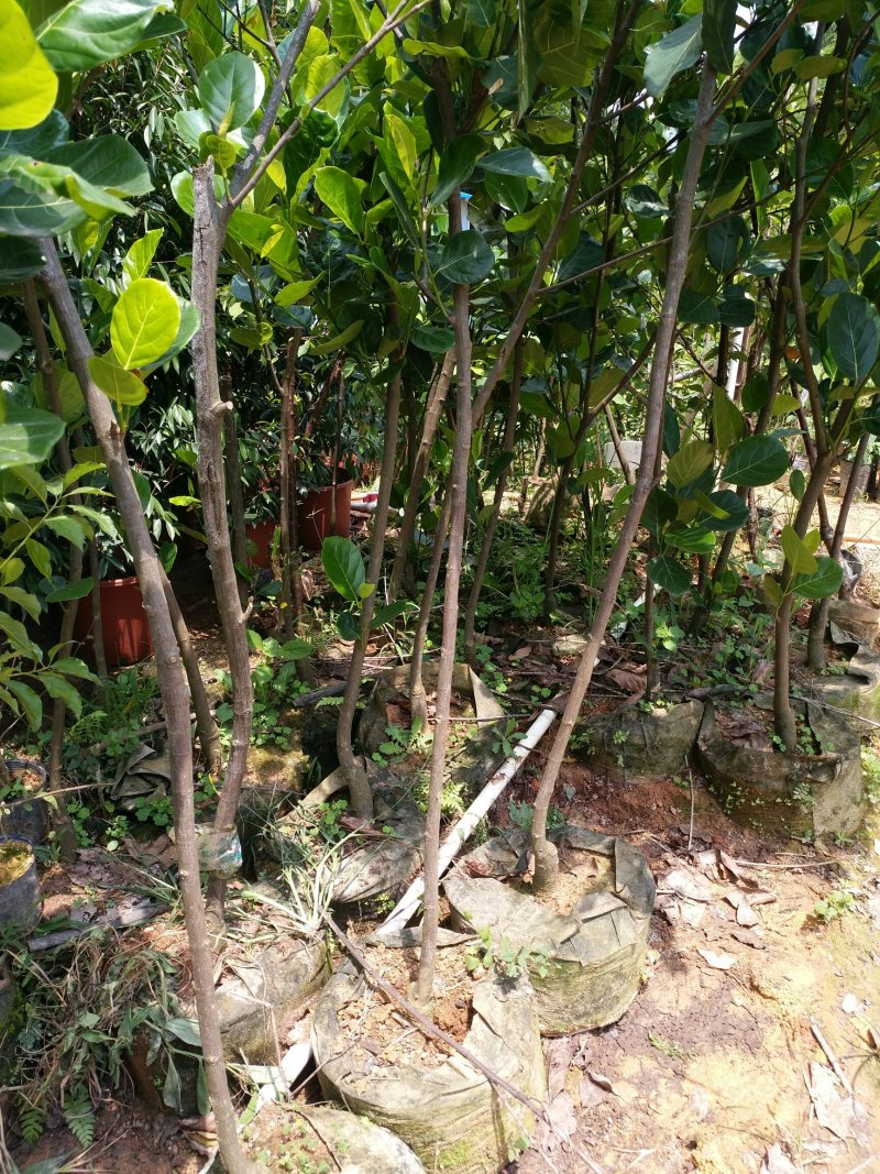 菠萝蜜树苗嫁接马来西亚1号黄肉四季结果地载苗