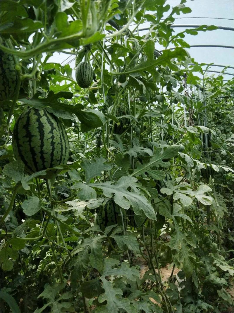 商丘睢县丰年种植合作社精品小吊西瓜美嘉