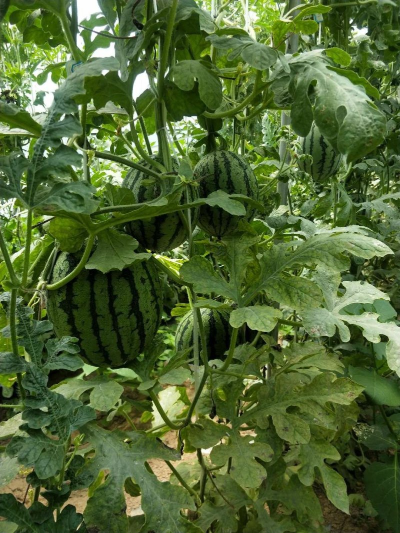 商丘睢县丰年种植合作社精品小吊西瓜美嘉