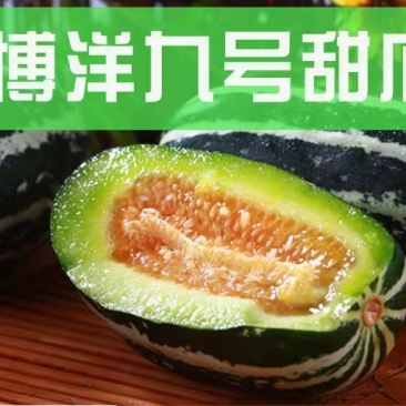 博洋系列甜瓜:又甜又脆,好吃不贵,欢迎大家前来采购