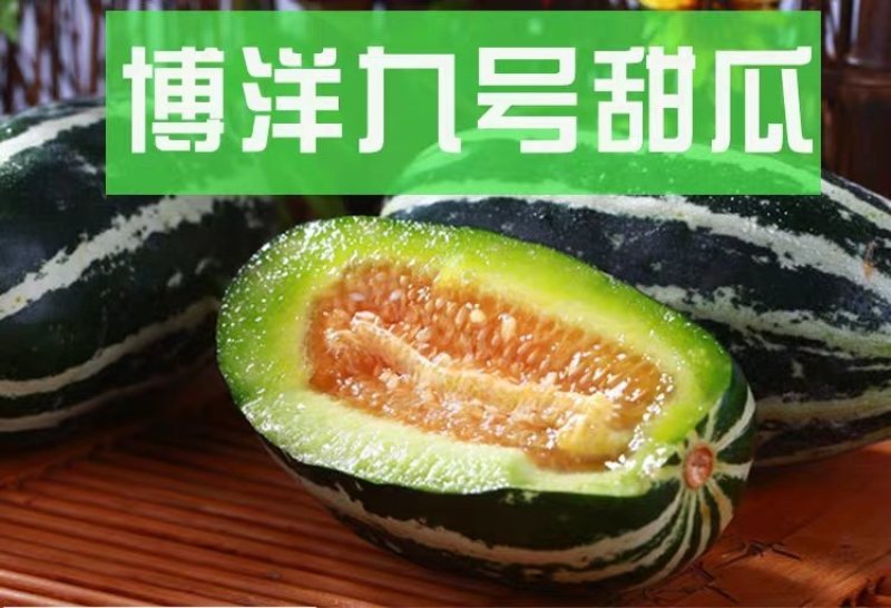 博洋系列甜瓜:又甜又脆，好吃不贵，欢迎大家前来采购