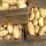 荷兰十五土豆V7希森源充足量大从优来电优惠多