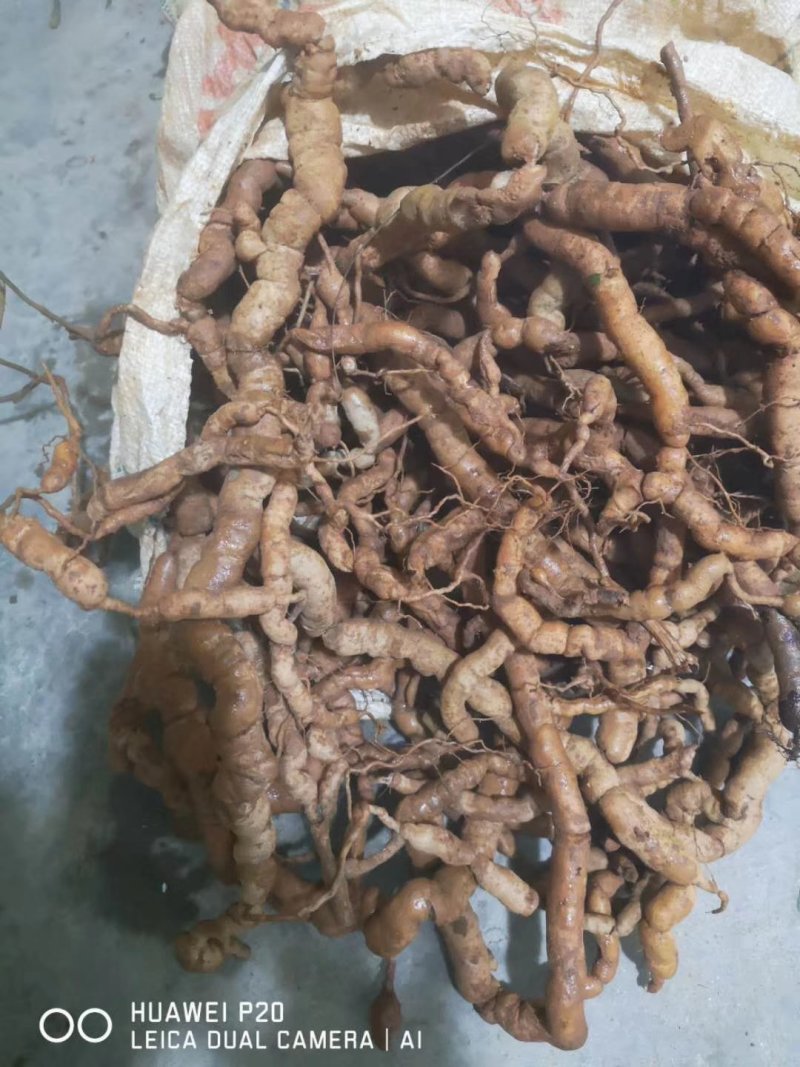 纯野生巴戟天