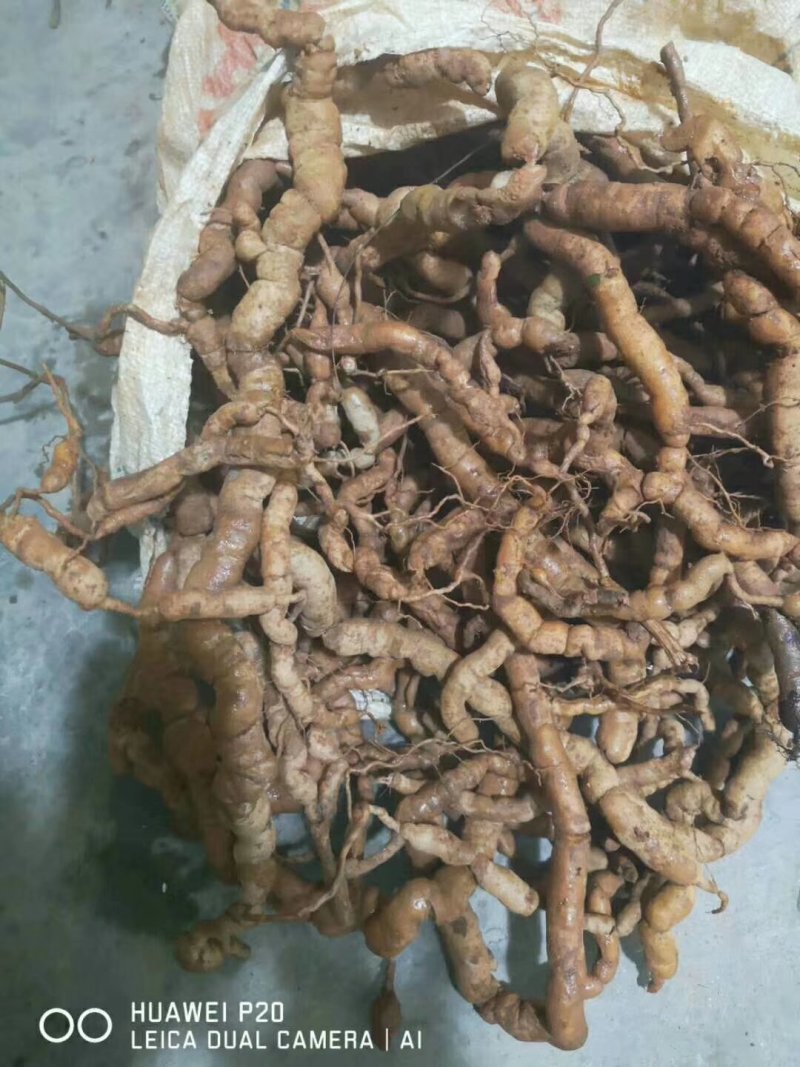 纯野生巴戟天
