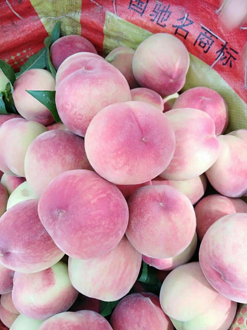 春密桃上市
