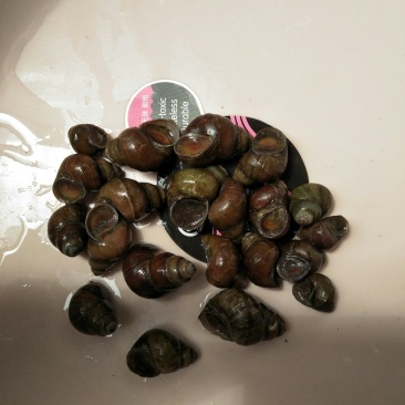 产地直供，螺蛳，田螺各种规格都有，