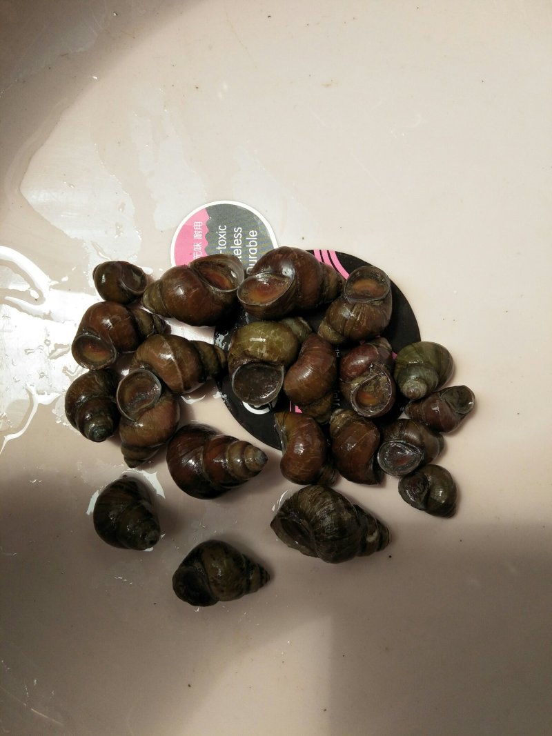 产地直供，螺蛳，田螺各种规格都有，