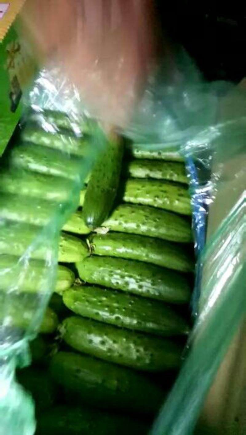 河北昌黎大刺黄瓜大量上市，有专业的打包和装车团队。