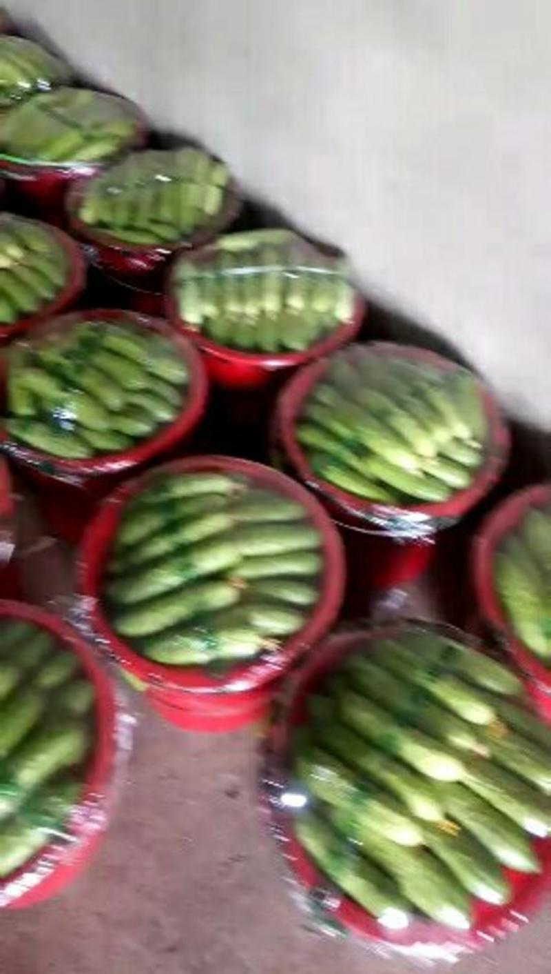 河北昌黎大刺黄瓜大量上市，有专业的打包和装车团队。