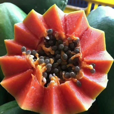 红心木瓜