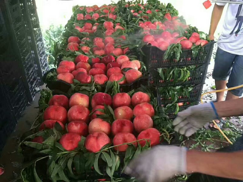 7月2红梅收承接奶茶压果汁桃商超全国发质量保证产地直供