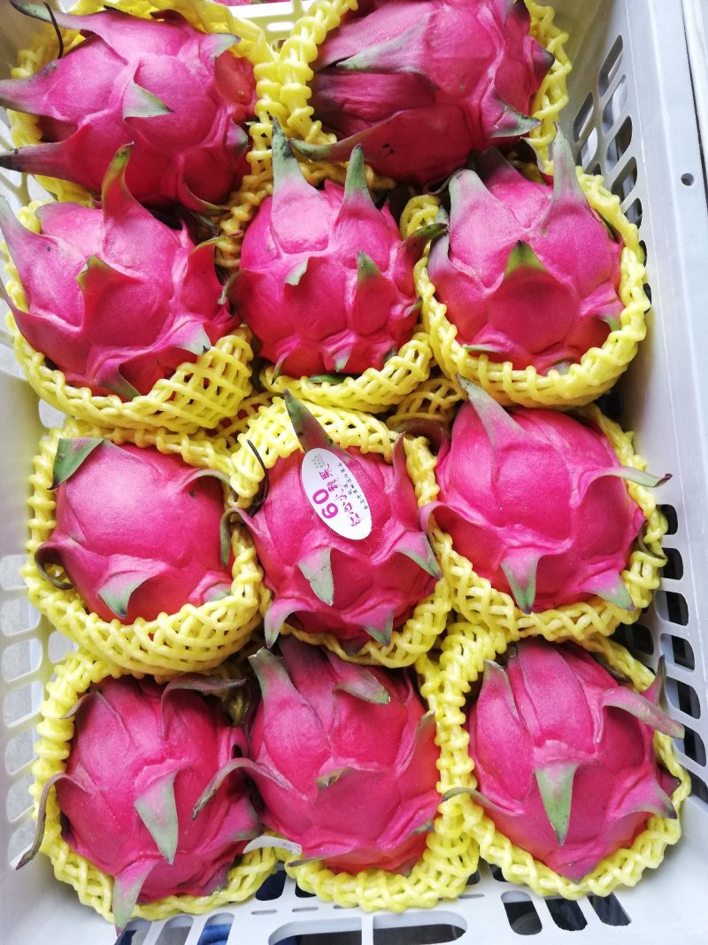 金都1号火龙果大（一斤以上）