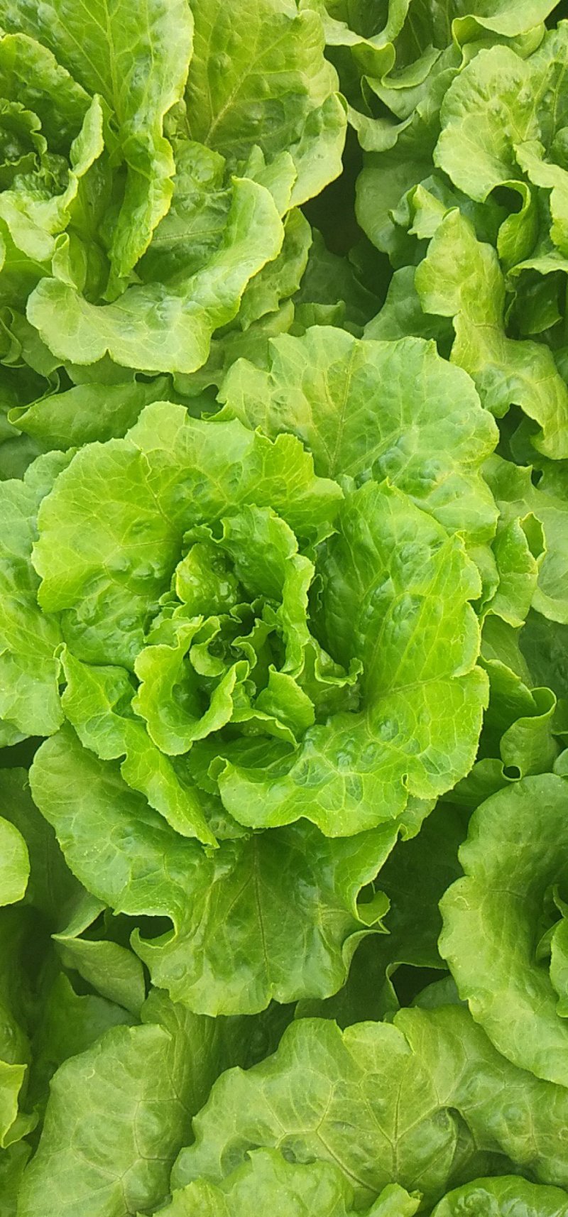 意大利生菜大量上市，专业产地代办，长期供应