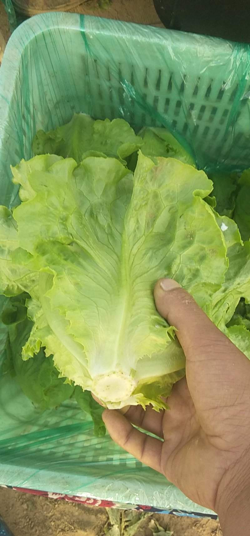 意大利生菜大量上市，专业产地代办，长期供应