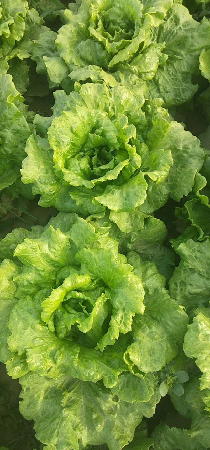 意大利生菜大量上市，专业产地代办，长期供应