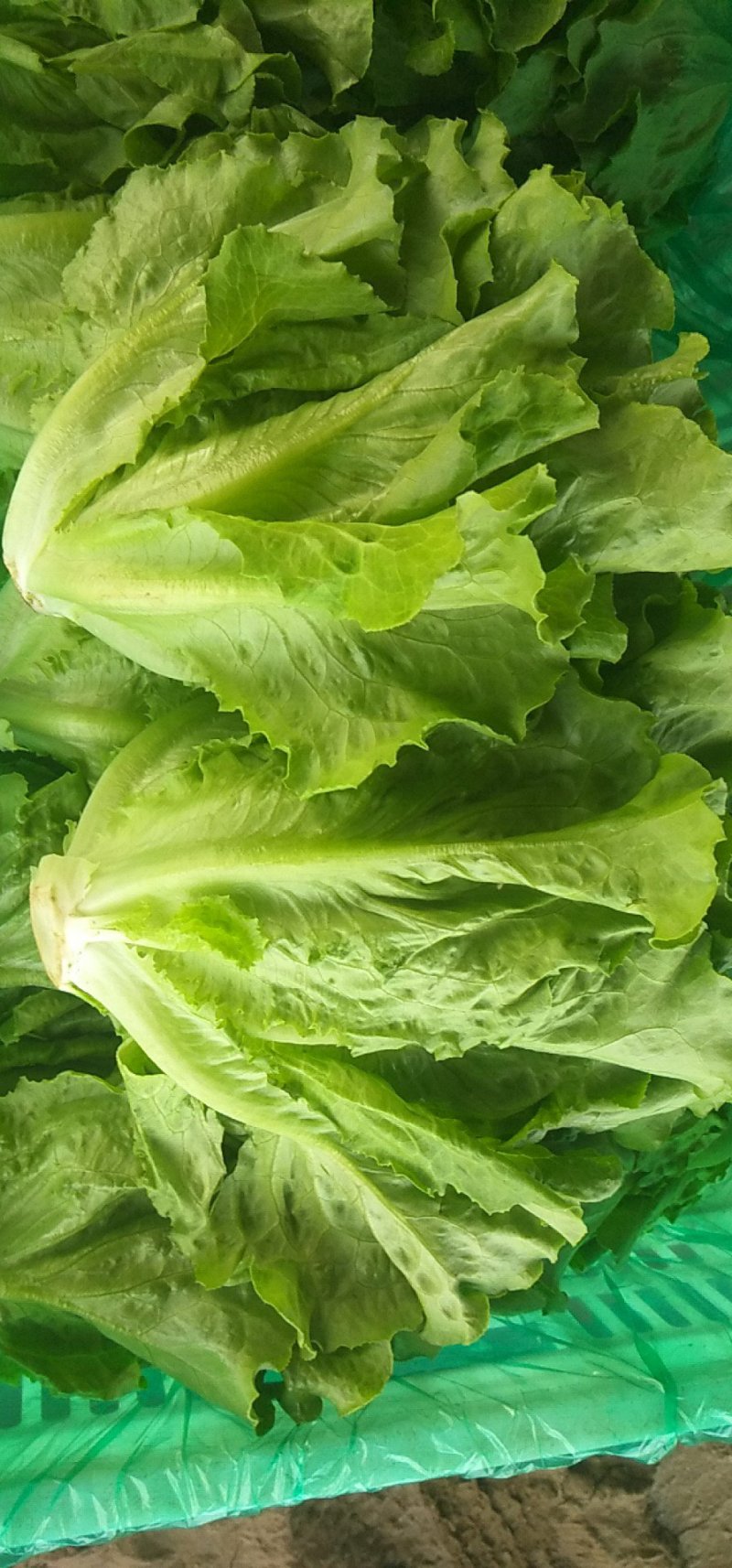 意大利生菜大量上市，专业产地代办，长期供应