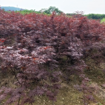 红栎