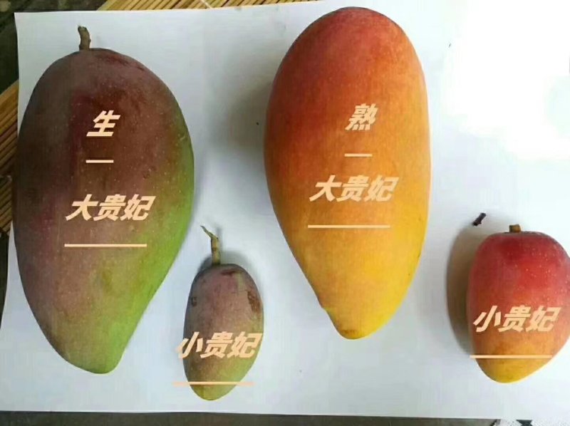 攀枝花芒果贵妃