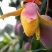 攀枝花芒果贵妃
