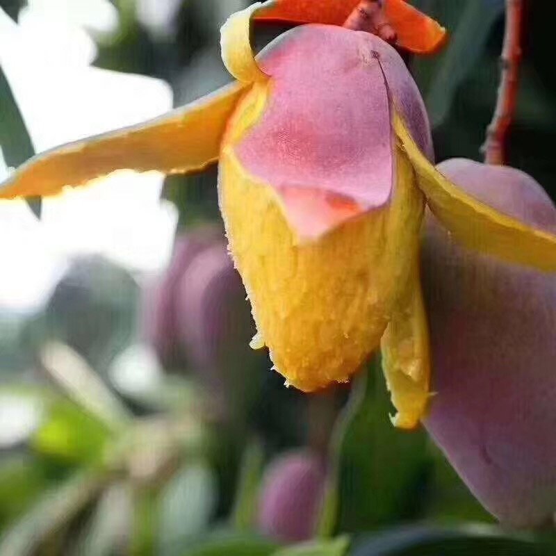 攀枝花芒果贵妃