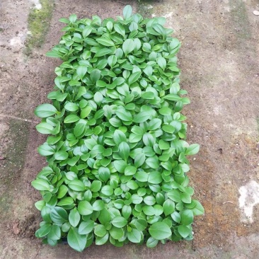 碧玉豆瓣绿小芽苗盆栽花卉室内观叶植物四季常青